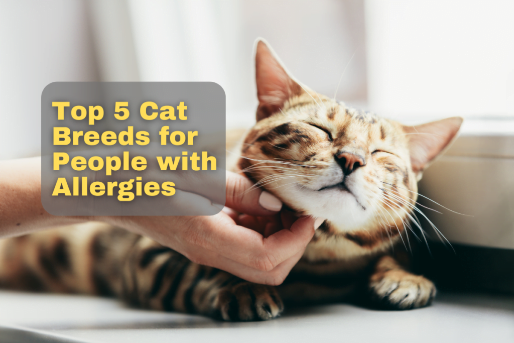 The 5 Best Cat Breeds for Allergy Sufferers - The Animal Cave