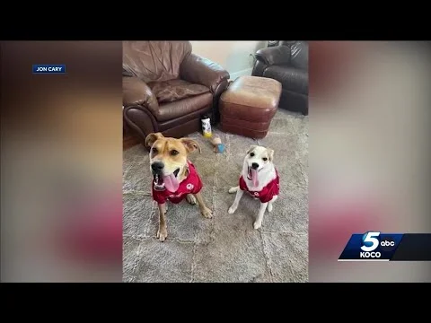 Aerial Allies: Drones Bring Lost Pups Home