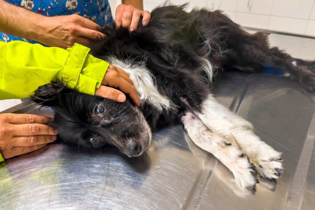 Journeying Through Loss: Coping with Grief