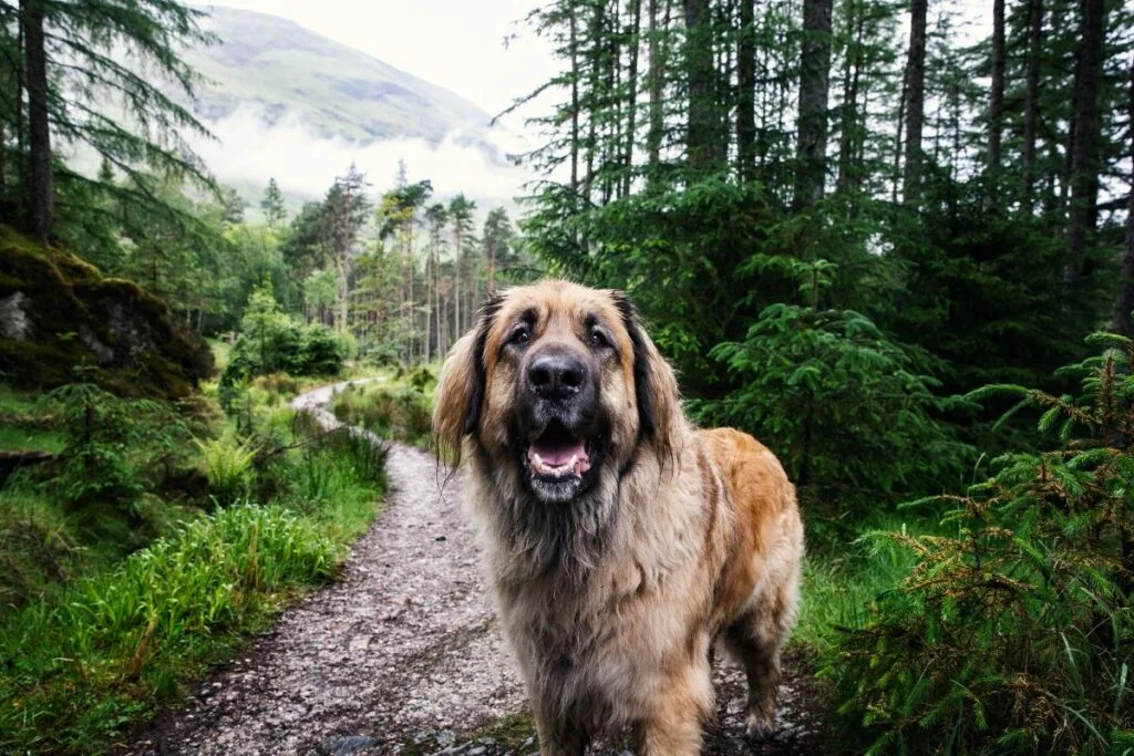 Doggy Excursions: Unleash Adventure on the Best Hiking Trails with Your Pup