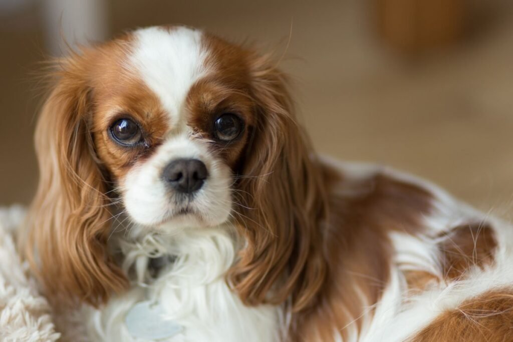 The Top 5 Most Affectionate Dog Breeds