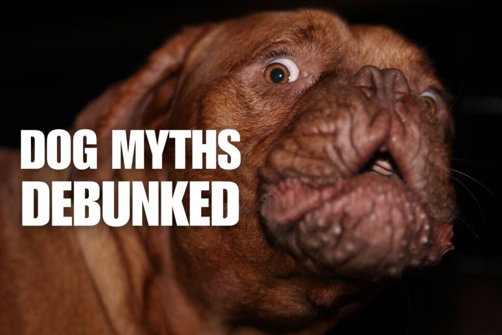 5 Common Dog Myths Debunked