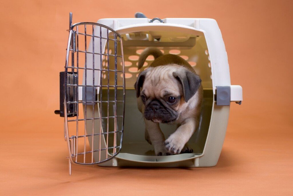Proven Strategies for Effective Dog Crate Training