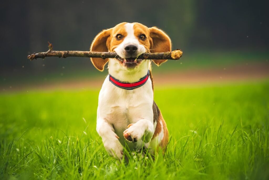 dog playing fetch