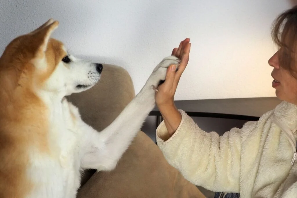 Unleashing the Healing Potential of Canine Companions: Dogs and Mental Wellness