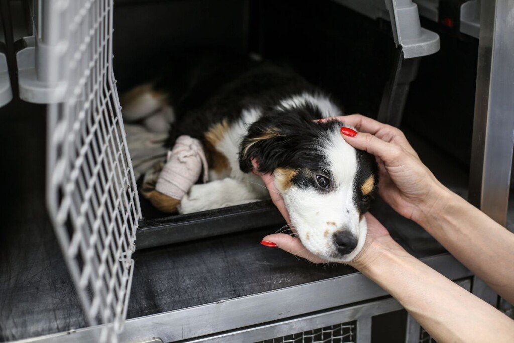 Embracing Adoption: Giving Every Dog a Loving Home
