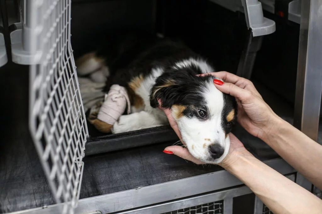 Embracing Adoption: Giving Every Dog a Loving Home