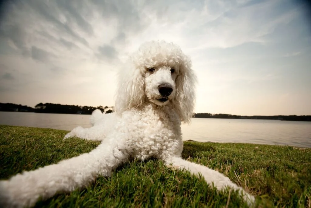 Clever Canines: Unveiling the 3 Smartest Dog Breeds