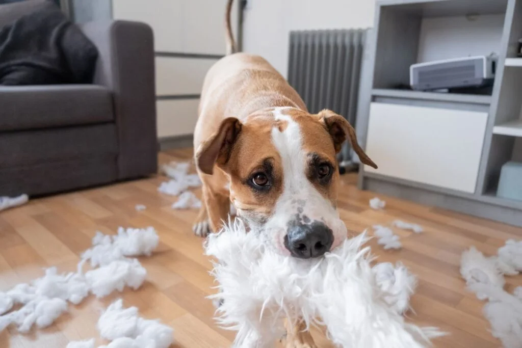6 Telltale Signs Your Canine Companion Needs More Physical Activity