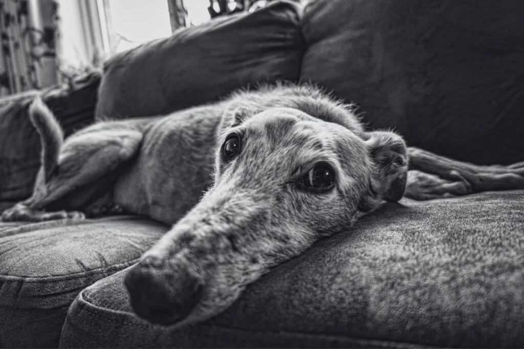 Busting Common Dog Myths: Unraveling the Truth