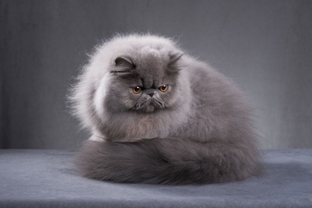 Impossibly Cute Kitties: 5 Heart-Melting Cat Breeds