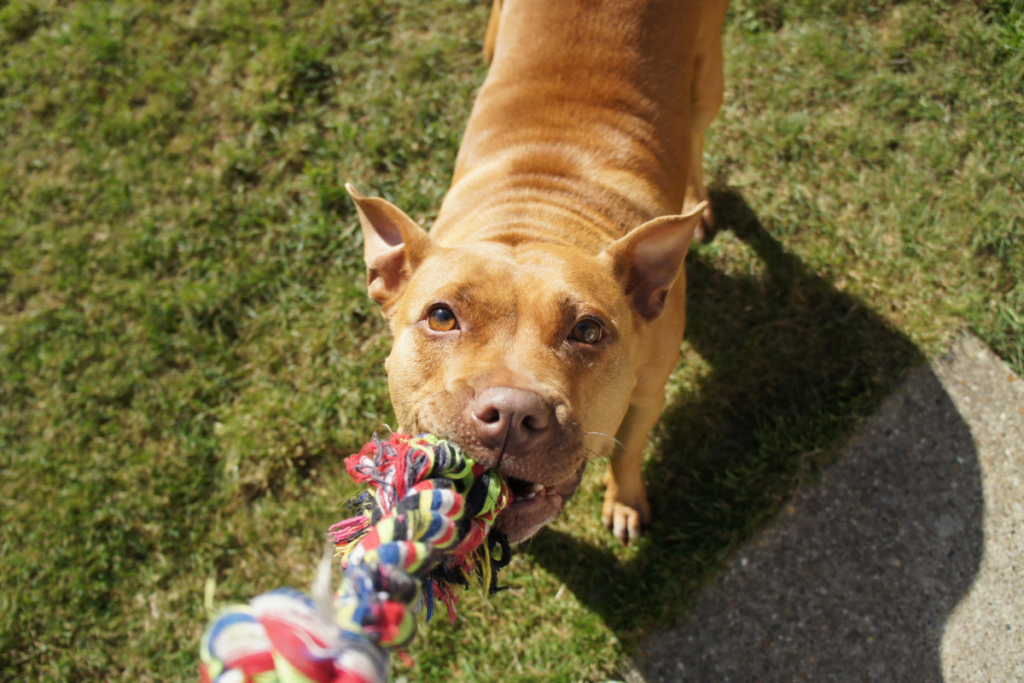 dog tugging on rope