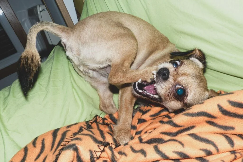 6 Clear Symptoms Your Furry Friend Isn't Getting Enough Movement