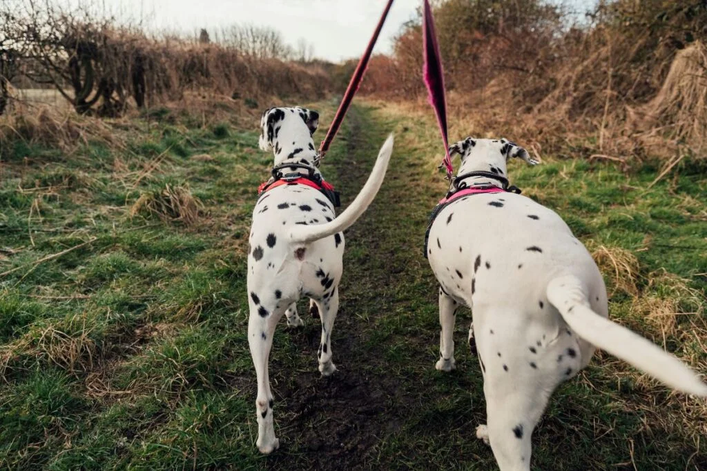 Myth or Reality? Dispelling Dog Misconceptions