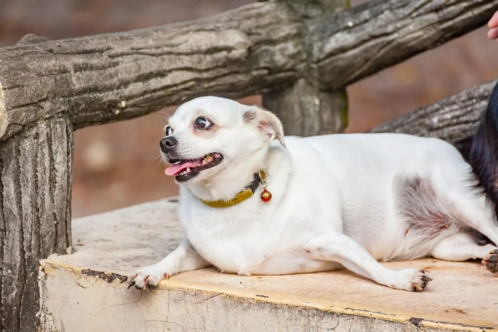 6 Red Flags Your Pooch Needs More Workout and Stimulation