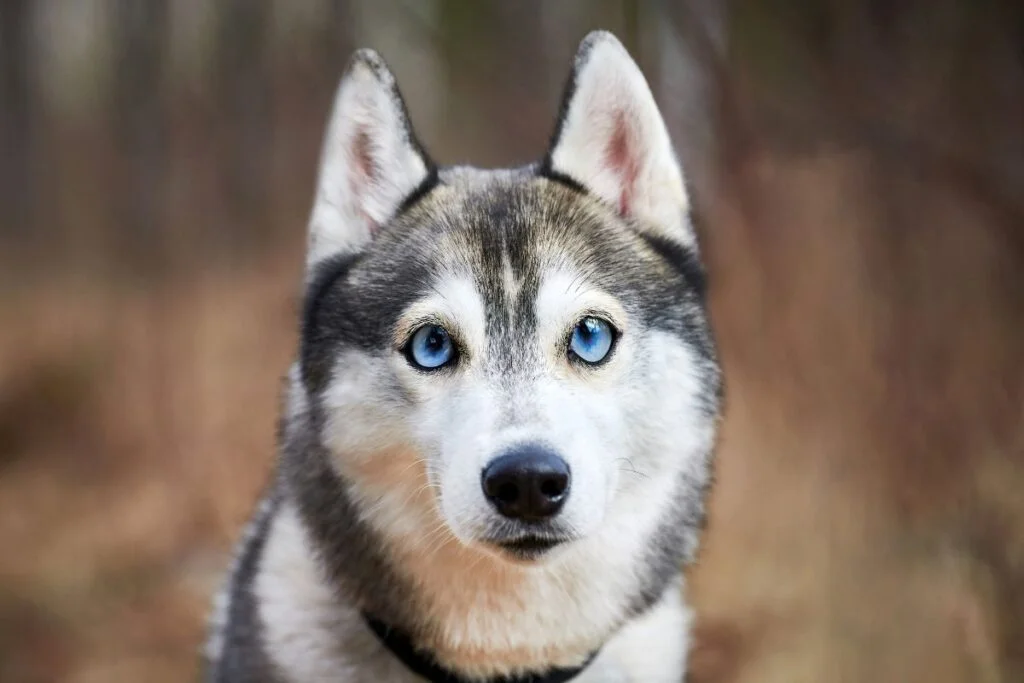 Separation No More: 5 Essential Tips to Ease Your Dog's Loneliness Woes
