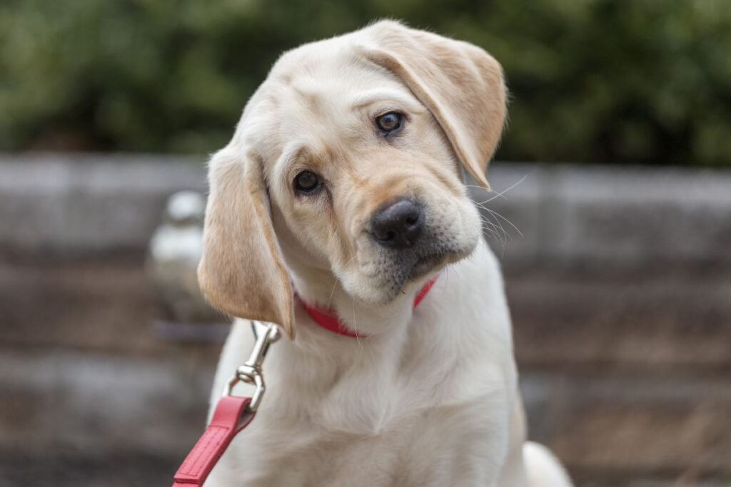 dog giving side eye