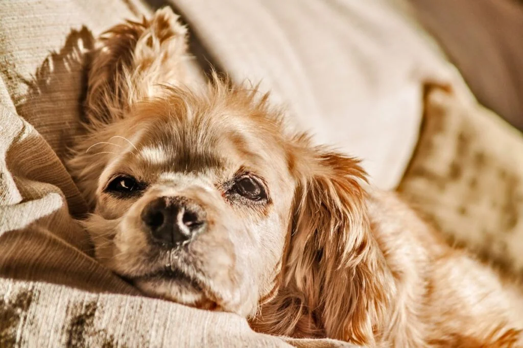 6 Revealing Signs Your Pup Craves More Outdoor Adventure