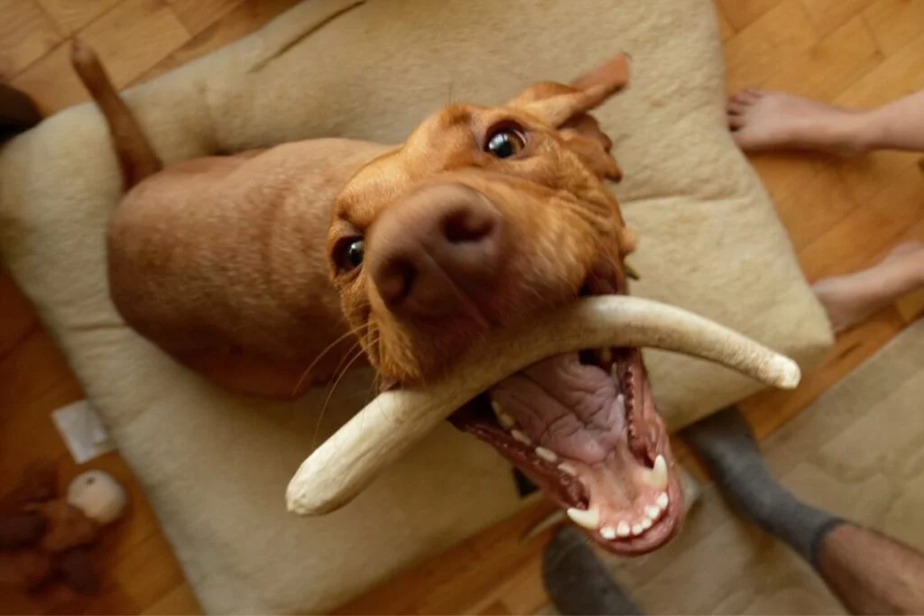 Conquer the Stress: 5 Crucial Steps to Help Your Furry Friend's Separation Phobia