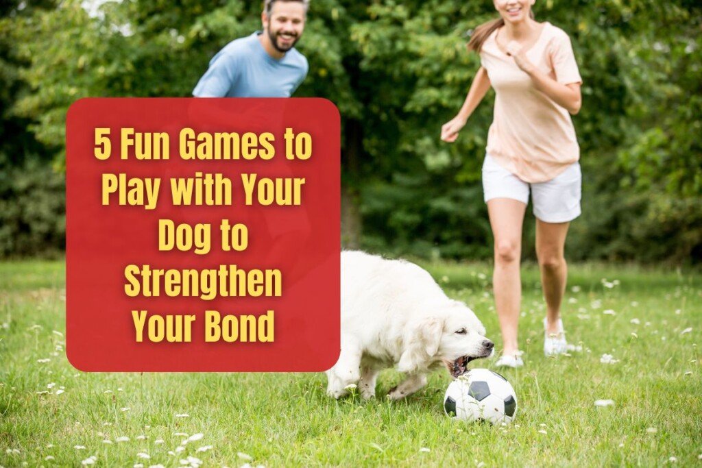 Fun Games to Play with Your Dog to Strengthen Your Bond