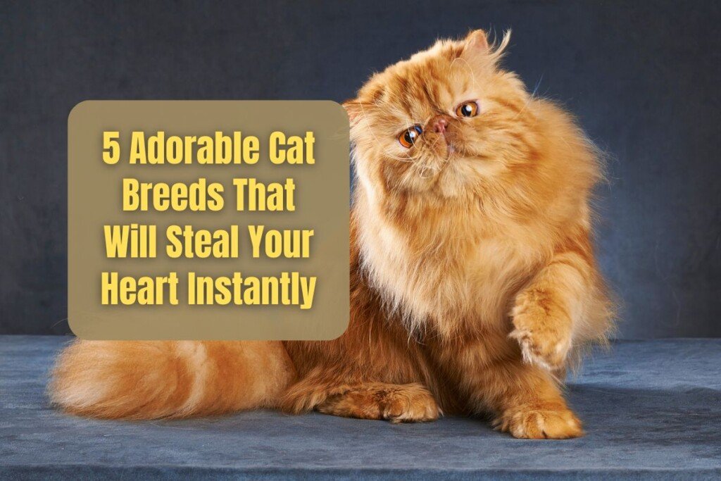 Adorable Cat Breeds That Will Steal Your Heart Instantly