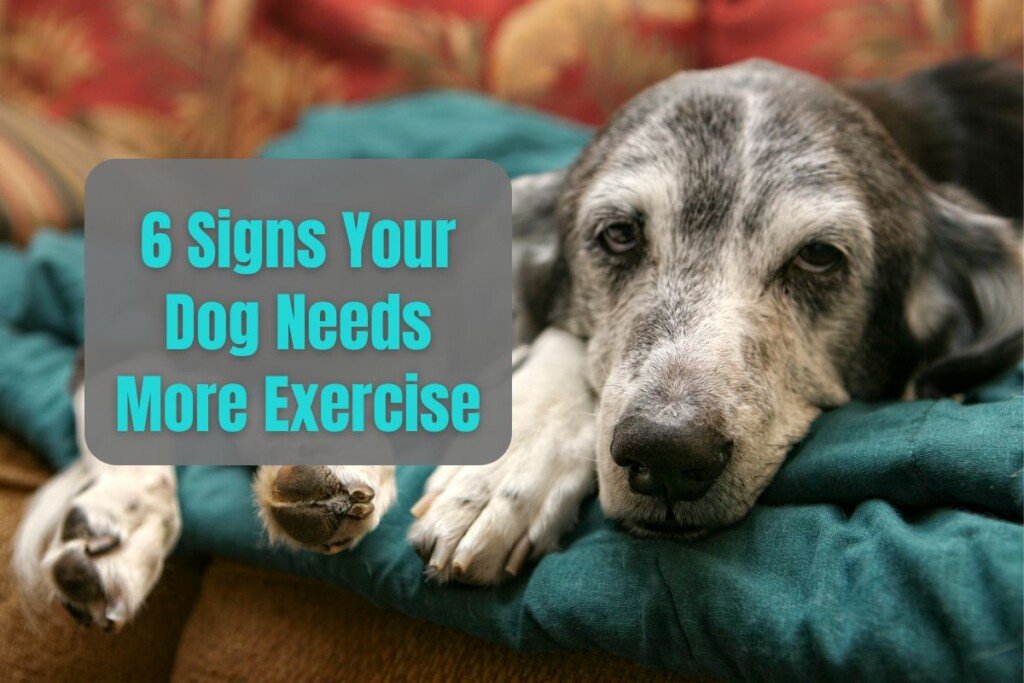 5 signs your dog needs more exercise