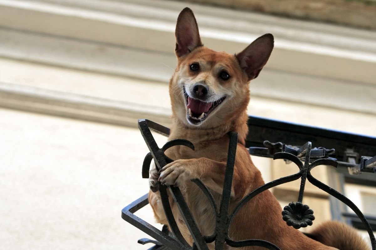 View of 5 Steps to Helping Your Dog Overcome Separation Anxiety - The Animal Cave