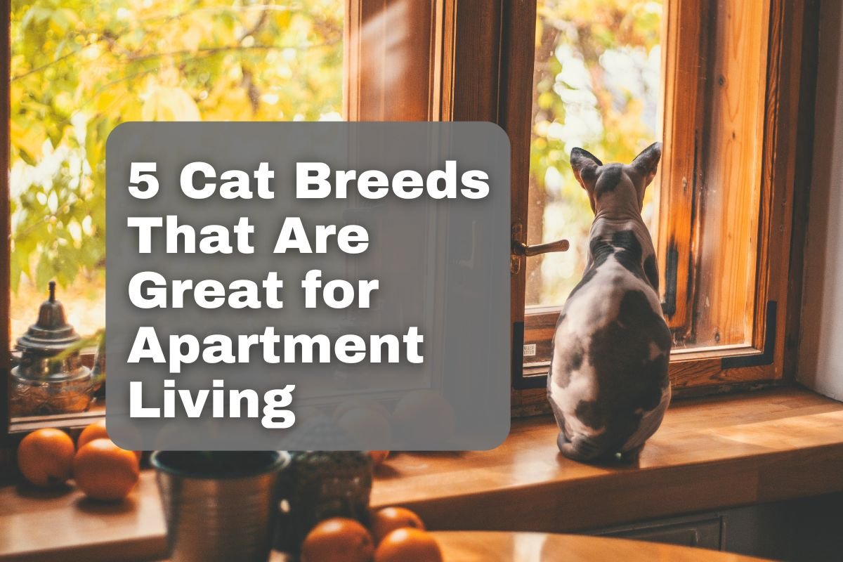 5 Cat Breeds That Are Great for Apartment Living The Animal Cave