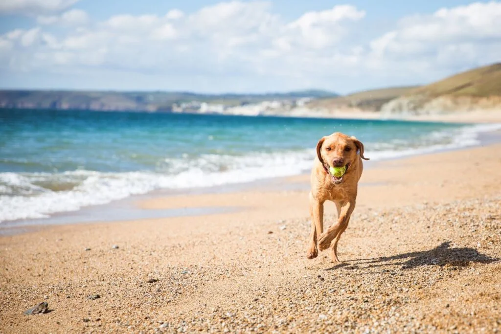 Tails and Trails: Road Tripping with Your Furry Friend to America's Iconic Landmarks