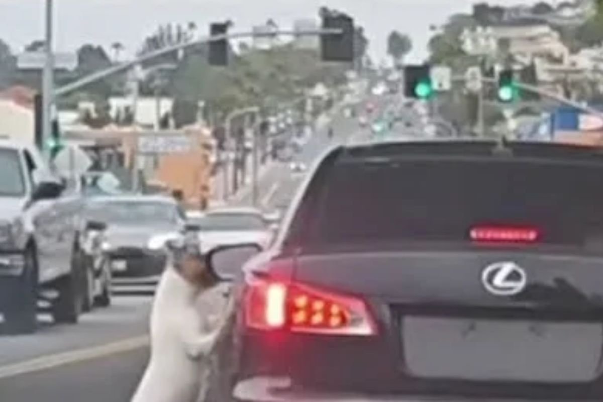 Good Samaritan: Woman Rescues Dog Abandoned by Driver in Long Beach ...