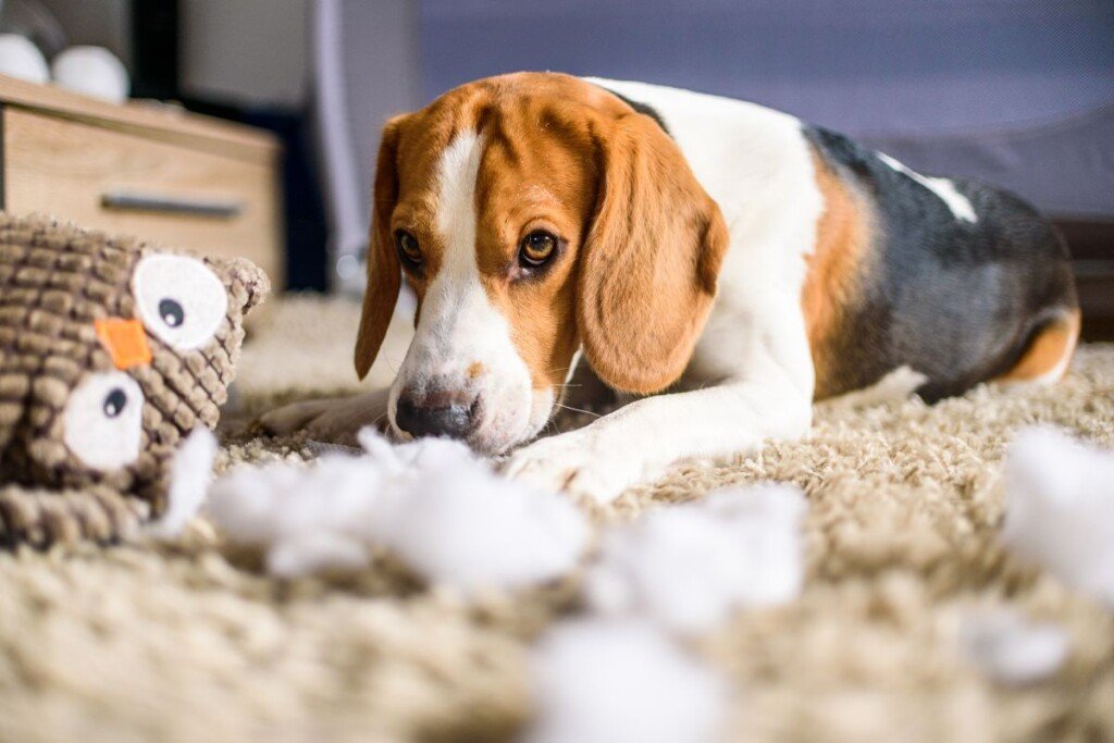 Top 7 Methods to Combat Destructive Dog Chewing