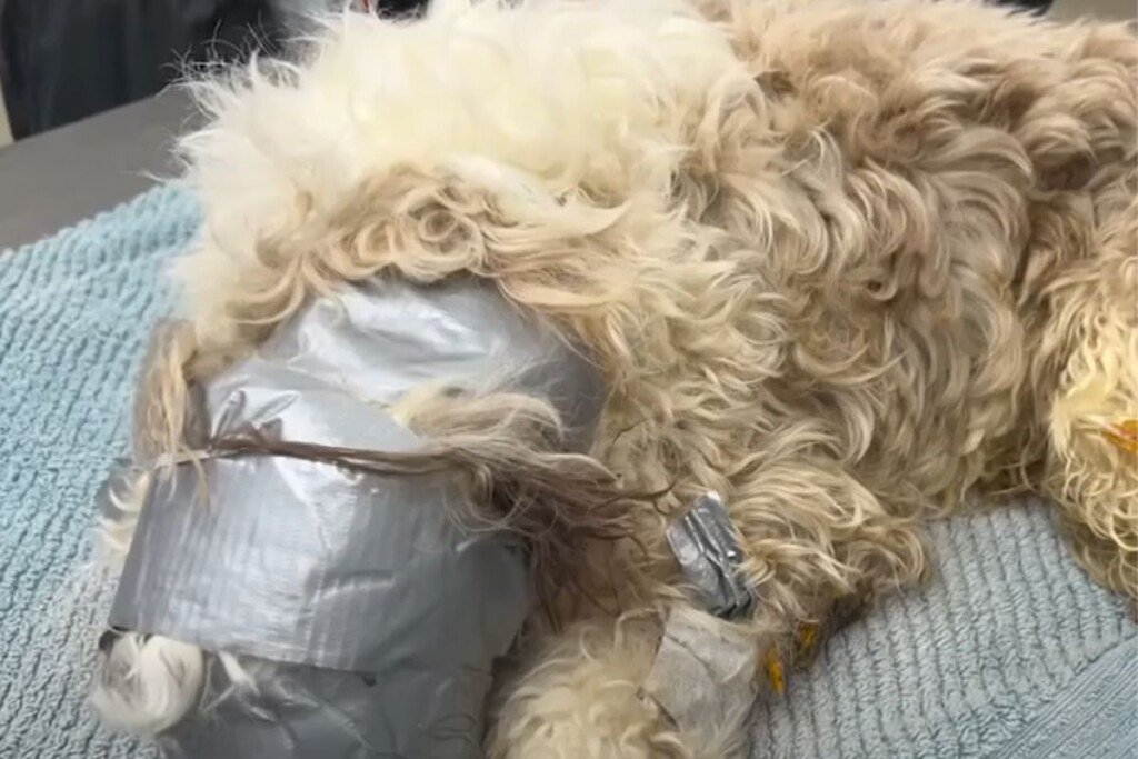 Duct Tape Dog Rescue: Nebraska Humane Society's Compassionate Intervention