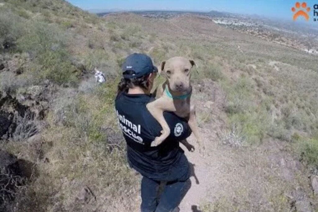 Good Samaritan Hiker Aids Dehydrated Dog Trapped on Phoenix Mountain