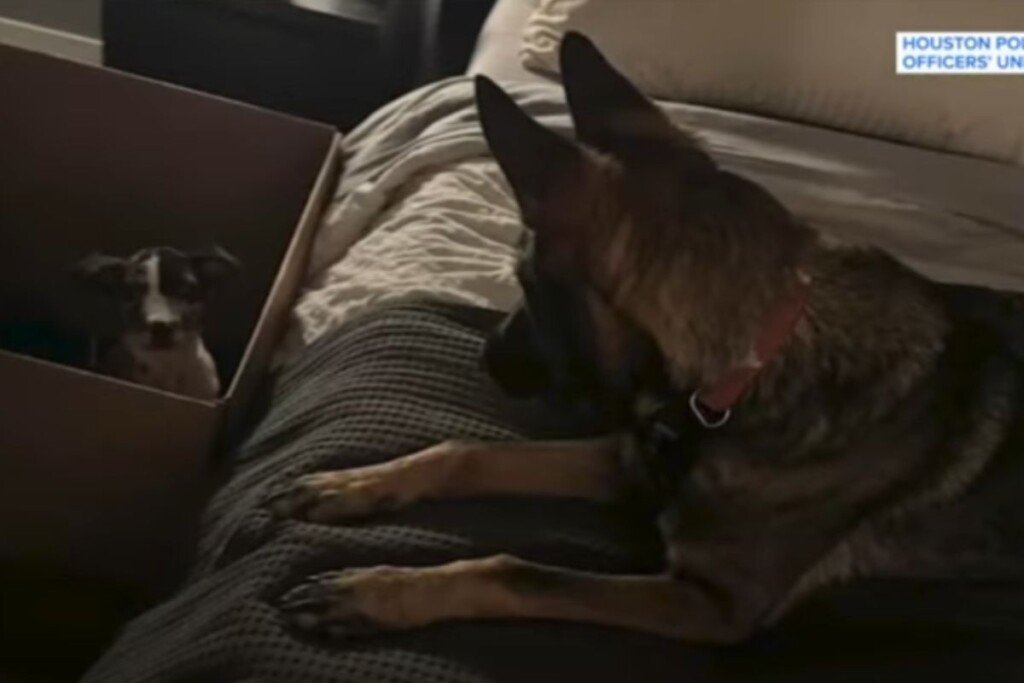 Miraculous Discovery: Houston Police K9 Rescues Helpless Puppy in Forest