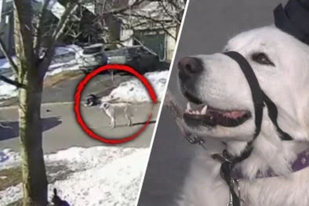 Amazing Dog Stops Moving Car to Help Owner Having Seizure