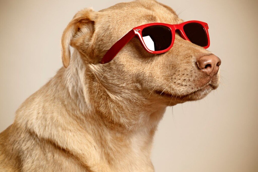 Unveiling the 7 Compelling Motives for Spaying/Neutering Your Canine Pal