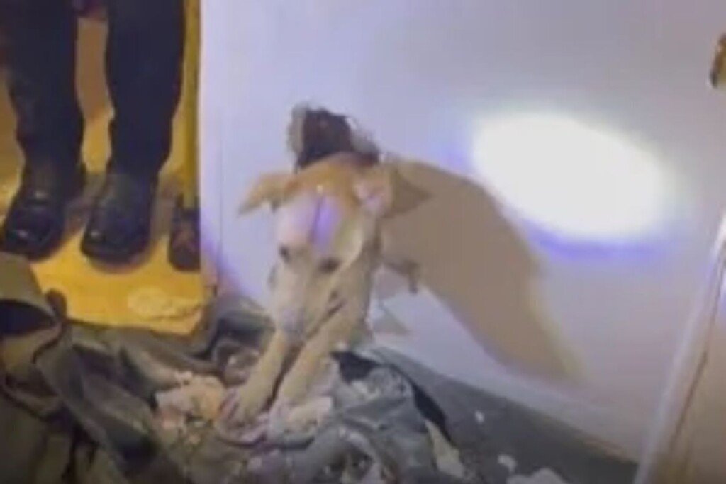 Amazing Rescue: Dog Saved by Orange County Firefighters, Wall Torn Down for Freedom