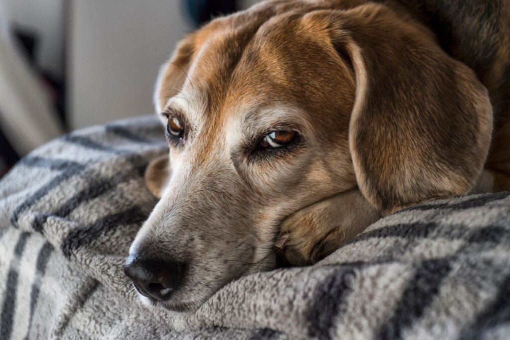 Senior Dog Wellness: Practical Care Tips