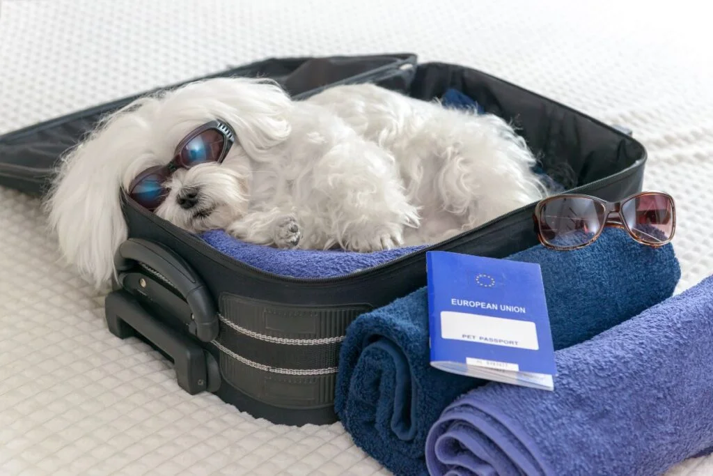 How Seniors Can Enjoy Traveling with Their Dogs