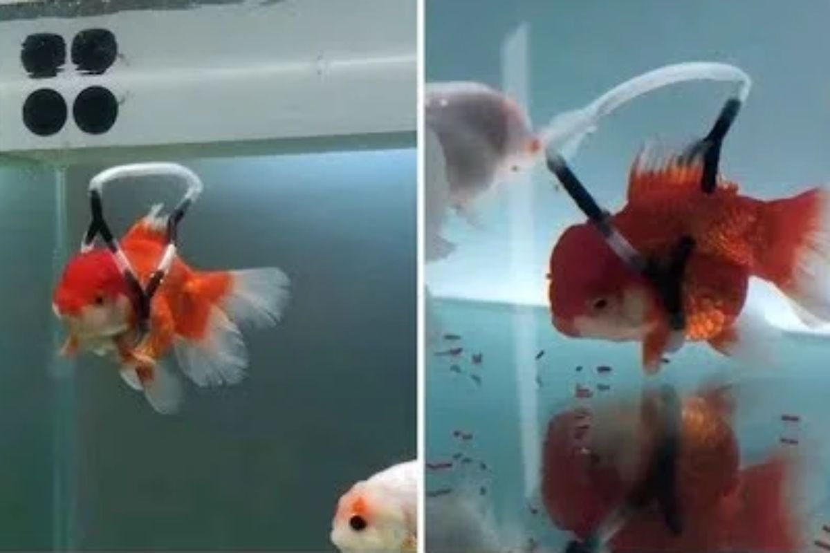Man Builds Wheelchair For His Disabled Goldfish The Animal Cave