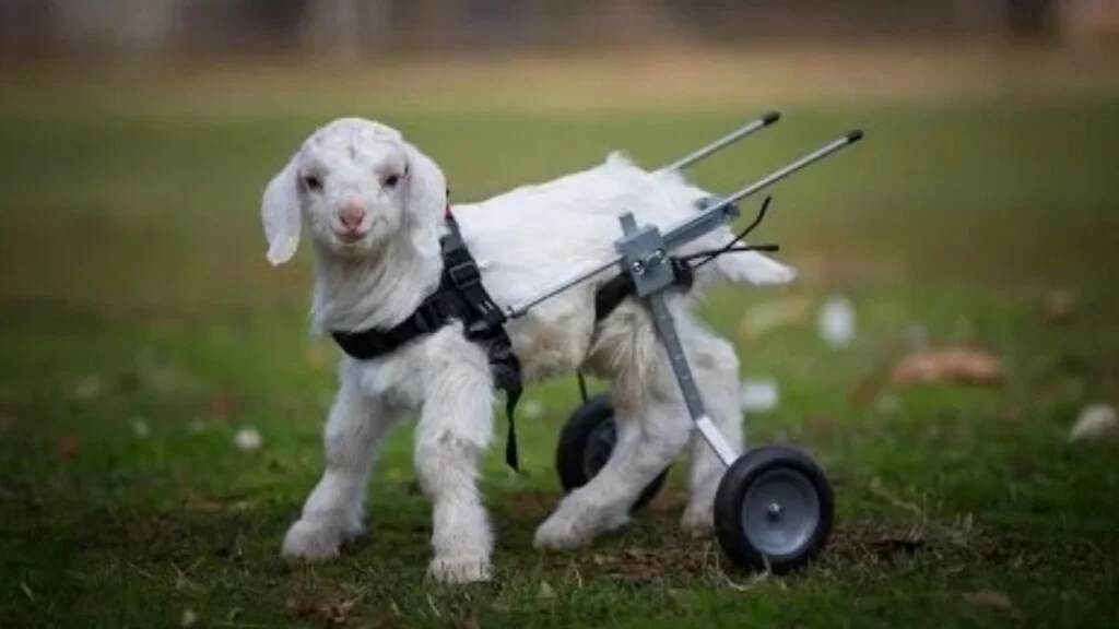post-pic-goat save