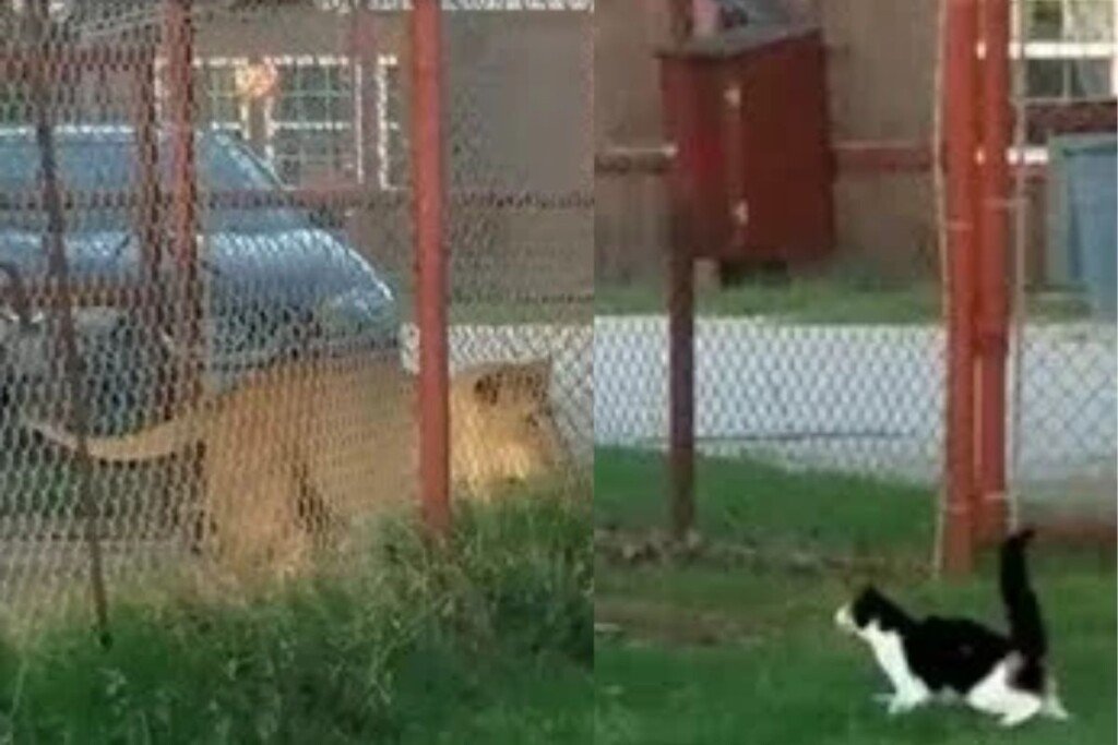 post-pics-cat-lion-2