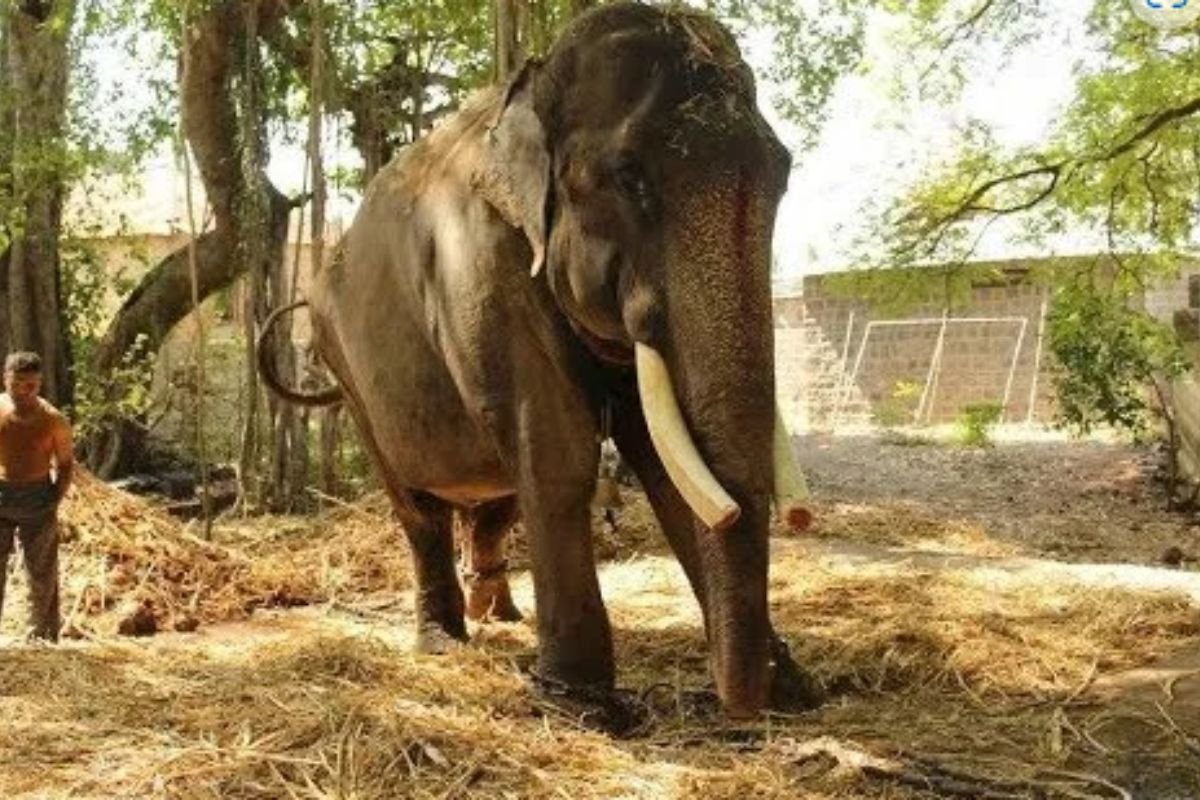 After 50 Years in Chains, Abused Elephant Finds Freedom - The Animal Cave