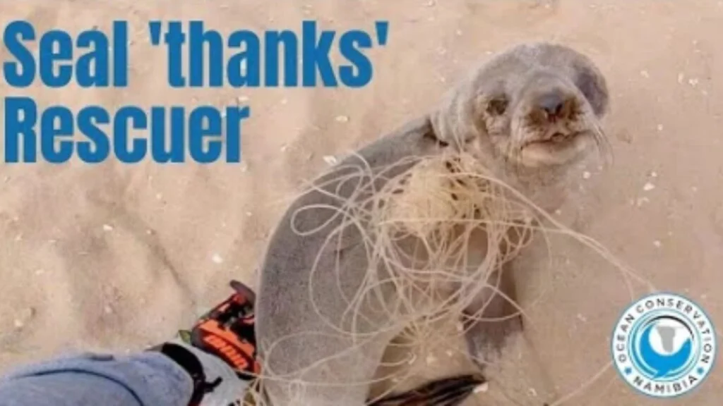post-pics-new-seal