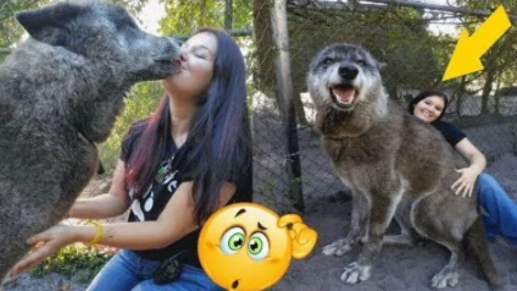 post-pics-new-wolfdog