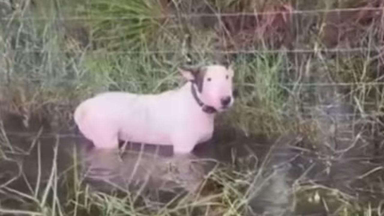 Florida Highway Patrol Rescues Dog Tied to Pole Amid Floodwaters - The ...